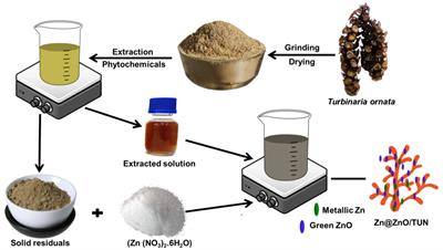 Synthesis and characterization of Turbinaria ornata mediated Zn/ZnO green nanoparticles as potential antioxidant and anti-diabetic agent of enhanced activity